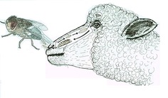 Sheep nose bot fly / Schafbremse / Oestrus ovis, Well I kno…